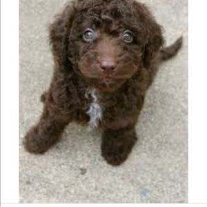 Meet your Posher, Krystal